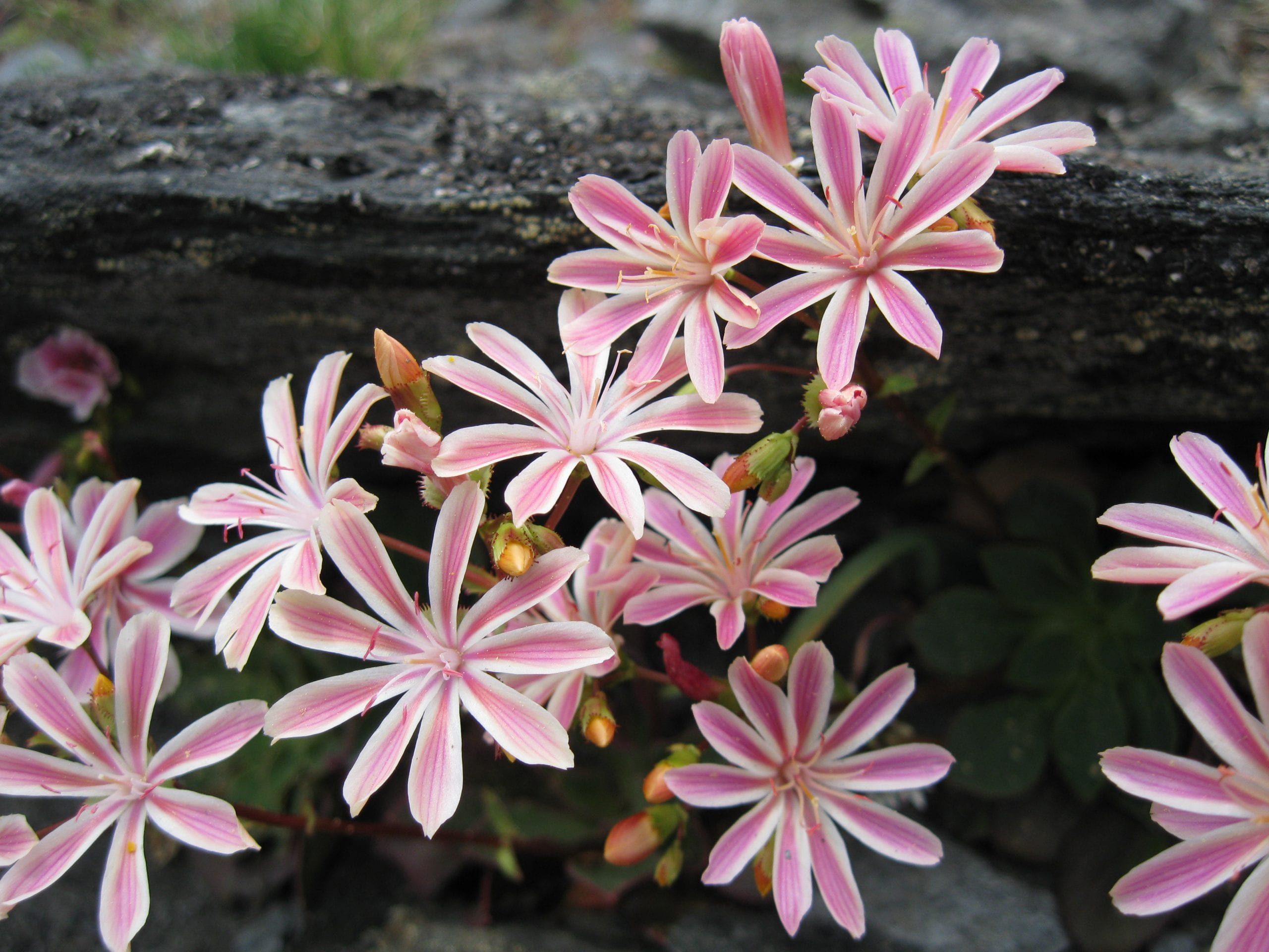 Ch 2 or Bot. feature Ch 9 Lewisia Cotyledon