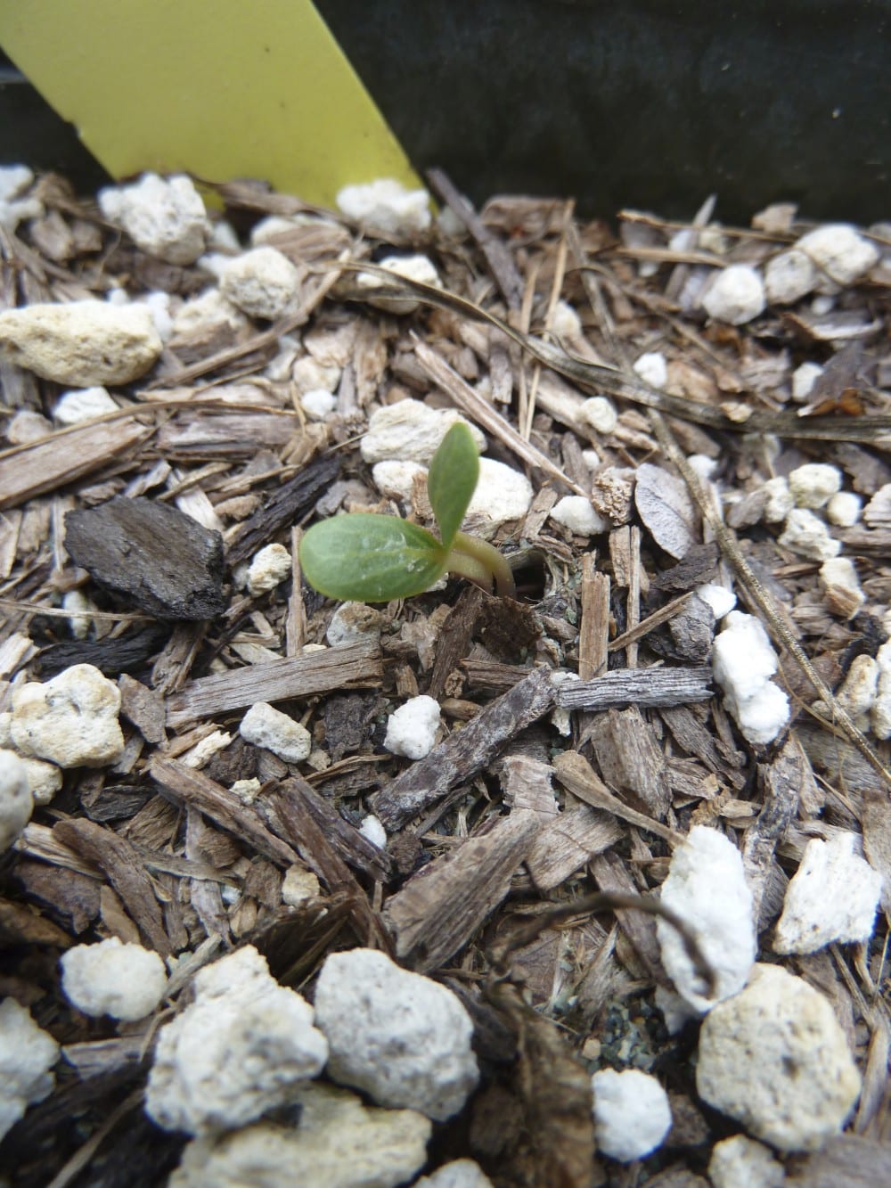 Purple milkweed (Asclepias cordifolia) sprouting in a seed pot.