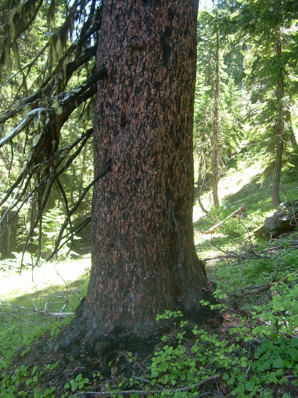 Shown is one of the largest Baker cypress (Cupressus bakeri) trees in the world. This grove of large trees is located at Miller Lake in the Siskiyou Mountains.