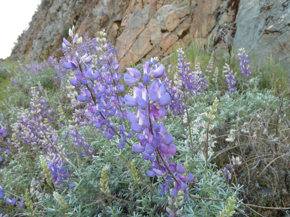Silver lupine (Lupinus albifrons)